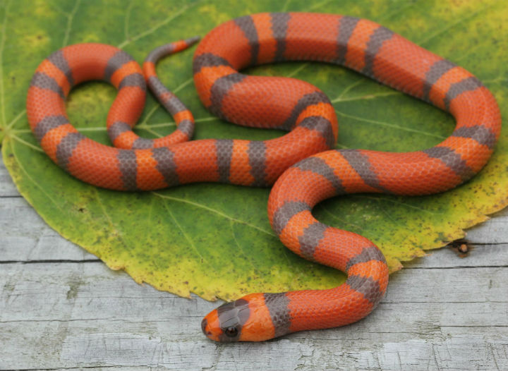 Hypomelanistic Honduran Milk Snake